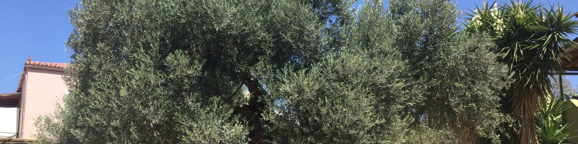 The ancient olive tree of Ano Vouves is one of the oldest olive trees in the world. Estimates at between 2000 and 4000 years old. Incredibly, it still produces olives. There is a small olive museum nearby, and a shop which sells locally produced olive oil.
The village is most accessible by car.
#nature #history #crete