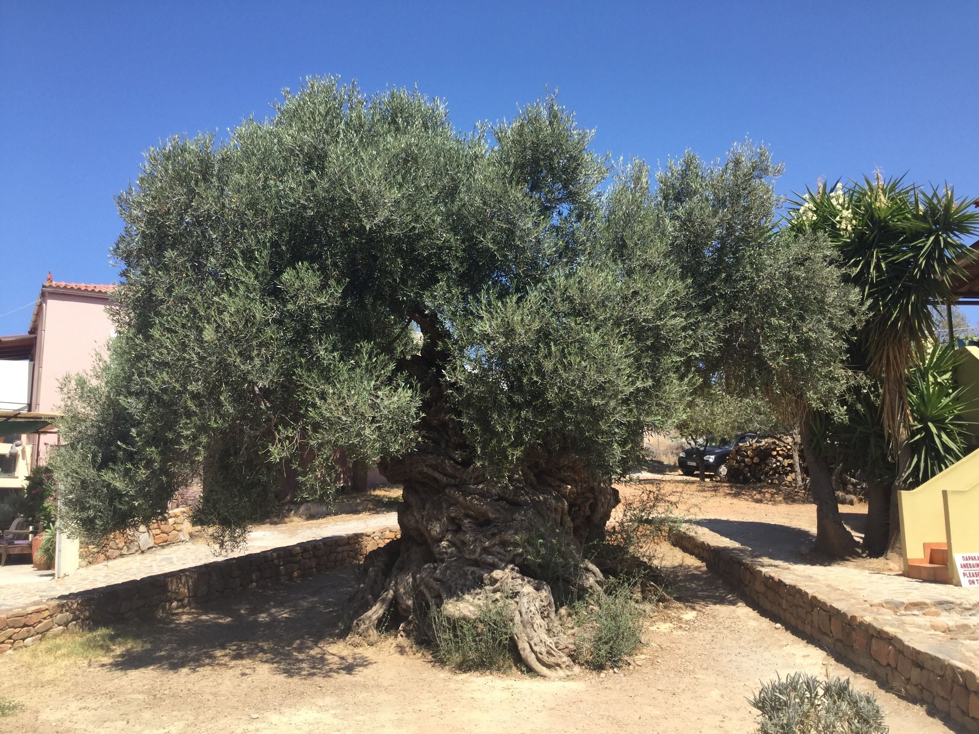 A large olive tree with a thick trunk and dense foliage, surrounded by a stone wall and a yellow building with a sign.