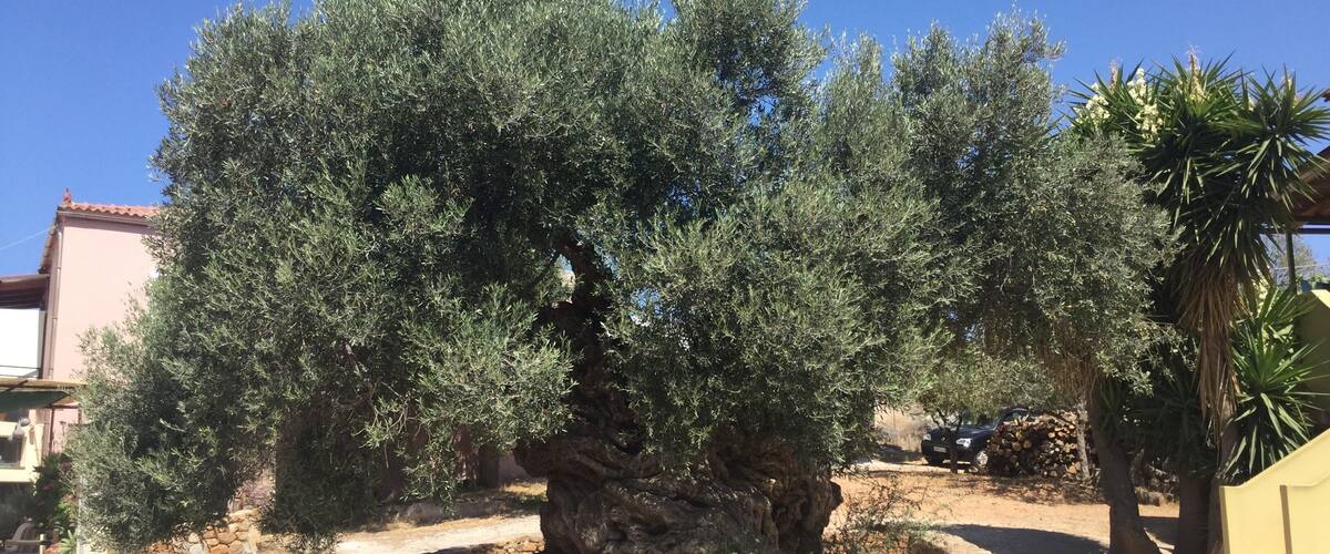 A large olive tree with a thick trunk and dense foliage, surrounded by a stone wall and a yellow building with a sign.