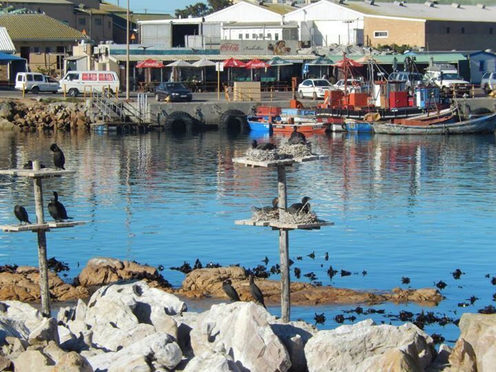 Wharf ,Lambert's  Bay.Isabella's café here is the best!