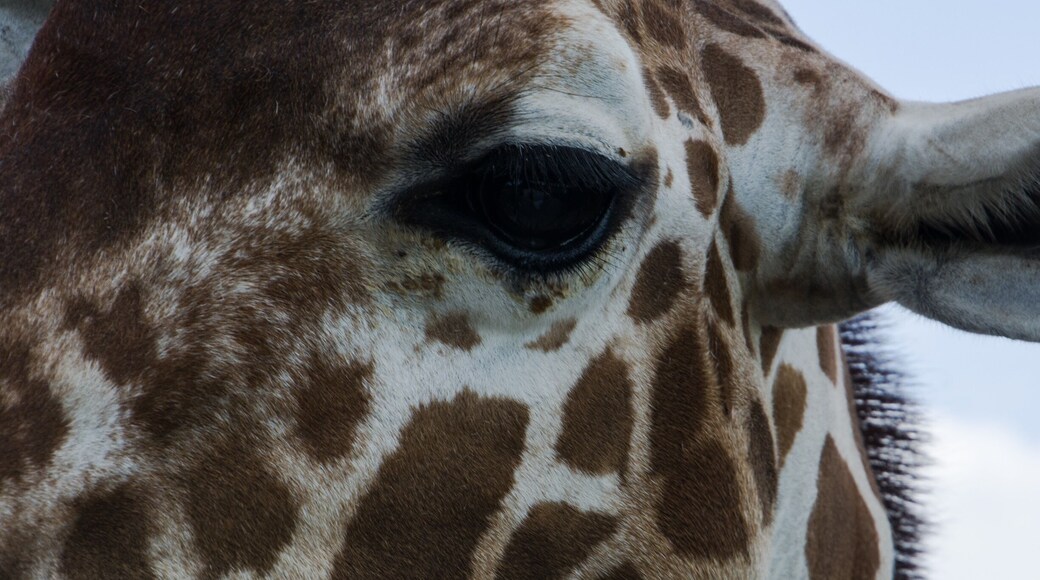 Probably one of the best zoos I have ever visited. Clean, well laid out and so many interactive experiences with the animals. The staff is so informative and friendly. Take a trip to Goddard Kansas and enjoy your day at this special place.