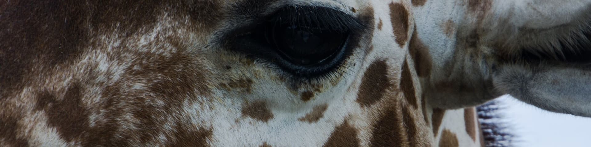 Probably one of the best zoos I have ever visited. Clean, well laid out and so many interactive experiences with the animals. The staff is so informative and friendly. Take a trip to Goddard Kansas and enjoy your day at this special place.