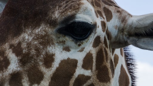 Probably one of the best zoos I have ever visited. Clean, well laid out and so many interactive experiences with the animals. The staff is so informative and friendly. Take a trip to Goddard Kansas and enjoy your day at this special place.