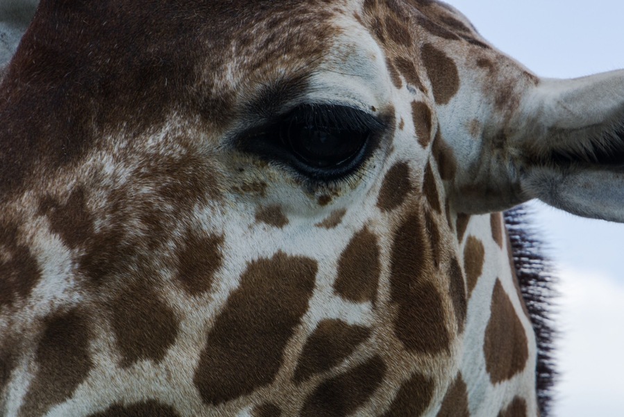 Probably one of the best zoos I have ever visited. Clean, well laid out and so many interactive experiences with the animals. The staff is so informative and friendly. Take a trip to Goddard Kansas and enjoy your day at this special place.