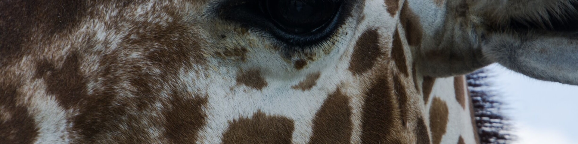 Probably one of the best zoos I have ever visited. Clean, well laid out and so many interactive experiences with the animals. The staff is so informative and friendly. Take a trip to Goddard Kansas and enjoy your day at this special place.