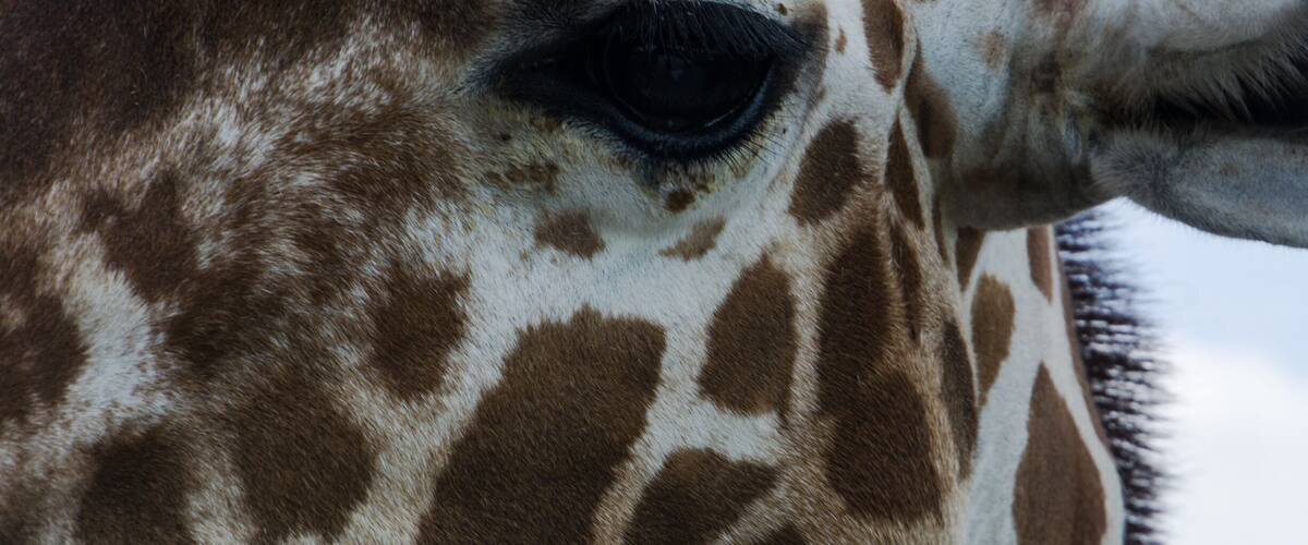 Probably one of the best zoos I have ever visited. Clean, well laid out and so many interactive experiences with the animals. The staff is so informative and friendly. Take a trip to Goddard Kansas and enjoy your day at this special place.