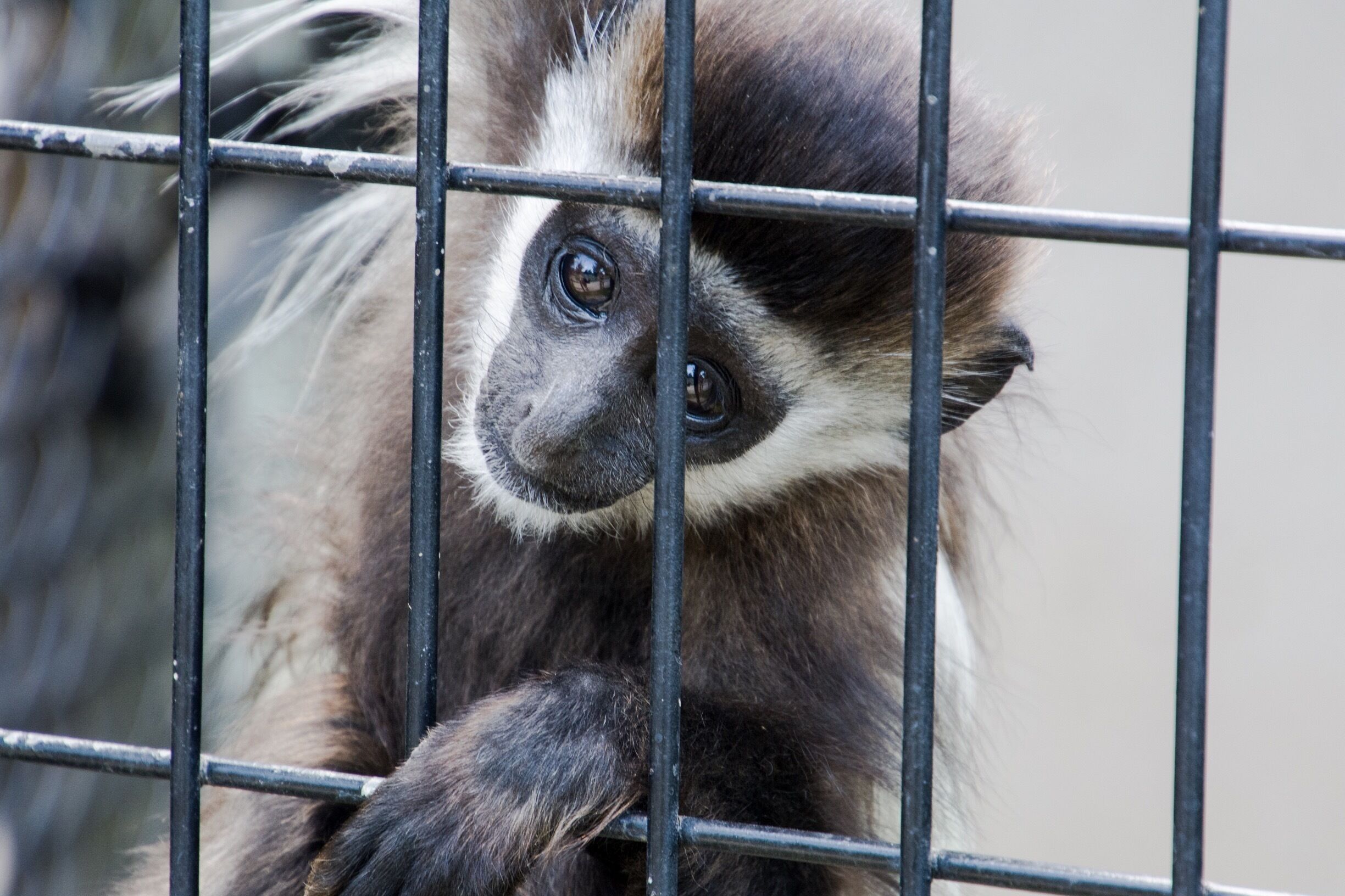 Baby Colobus monkey checking out the crowd. Probably one of the best zoos I have ever visited. Clean, well laid out and so many interactive experiences with the animals. The staff is so informative and friendly. Take a trip to Goddard Kansas and enjoy your day at this special place. 