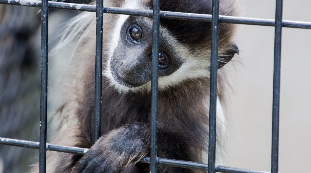 Baby Colobus monkey checking out the crowd. Probably one of the best zoos I have ever visited. Clean, well laid out and so many interactive experiences with the animals. The staff is so informative and friendly. Take a trip to Goddard Kansas and enjoy your day at this special place.