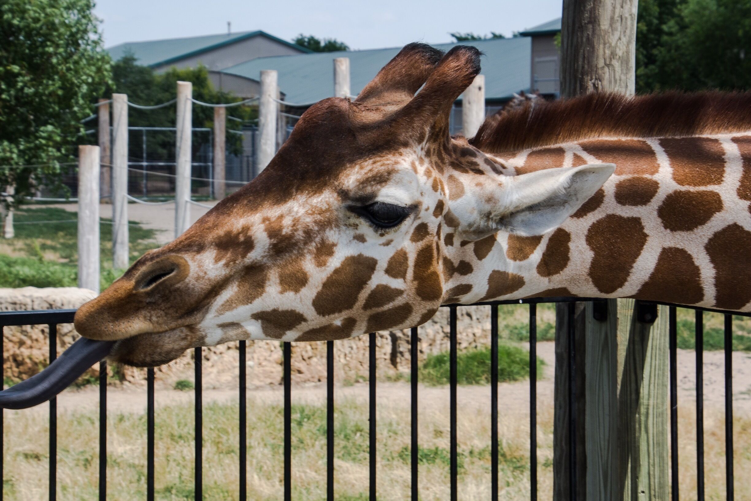 Probably one of the best zoos I have ever visited. Clean, well laid out and so many interactive experiences with the animals. The staff is so informative and friendly. Take a trip to Goddard Kansas and enjoy your day at this special place. 