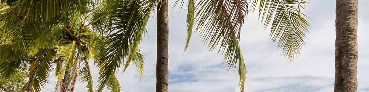 Playa Garza Palm and Driftwood Fence