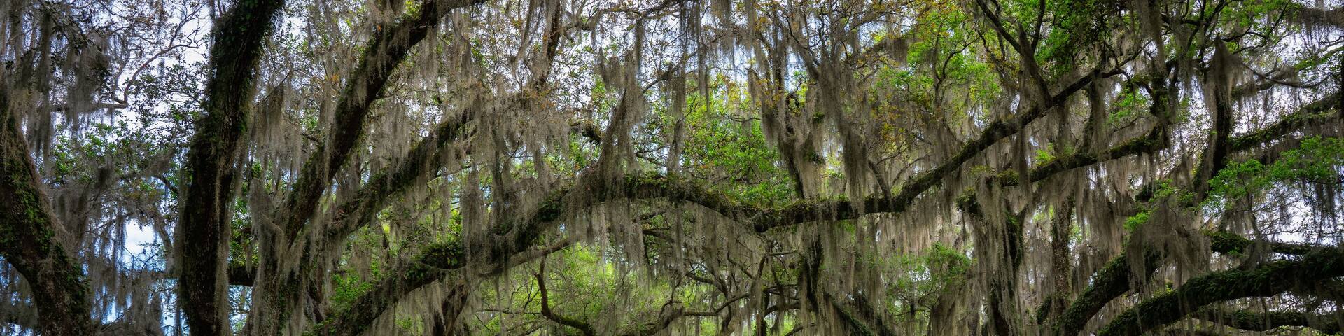 A pathway lined with large trees covered in Spanish moss, leading into a lush green landscape.
