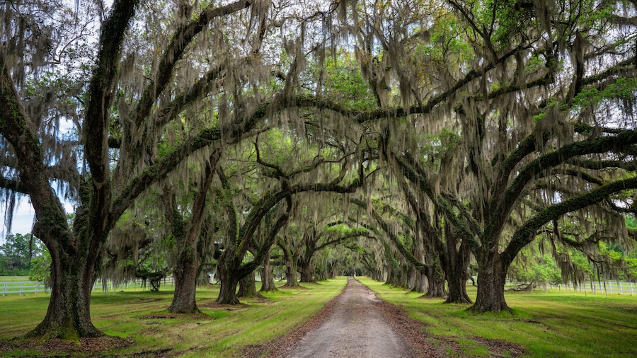 Un camino bordeado de árboles grandes cubiertos de musgo español, que conduce a un paisaje verde exuberante.