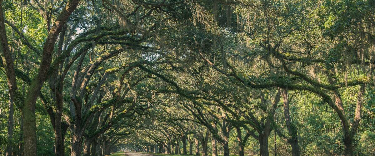 Wormsloe Oak Plantation, Savannah, Georgia, USA - July 10, 2018: Long road lined with ancient live oak trees draped in spanish moss at historic Wormsloe Plantation