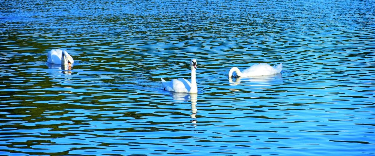 Swans #Leeds #roundhaypark #nature