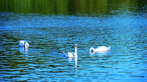 Swans #Leeds #roundhaypark #nature