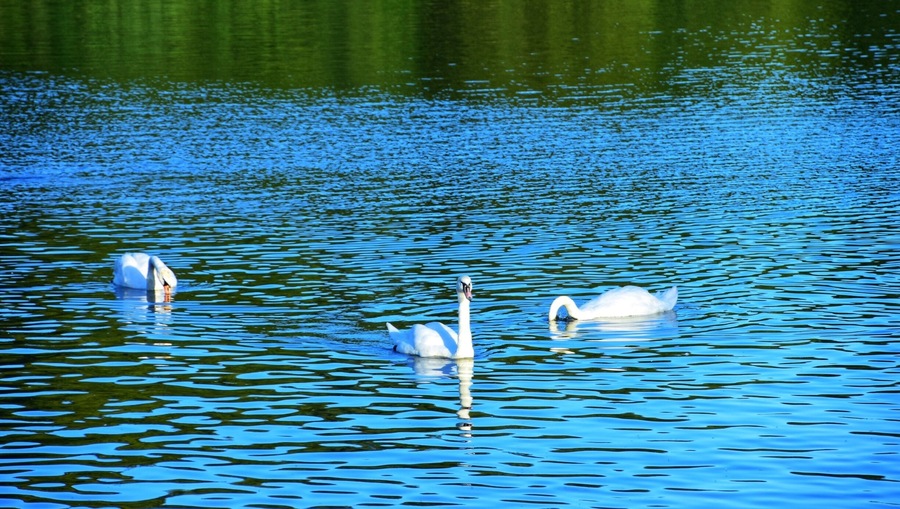 Swans #Leeds #roundhaypark #nature