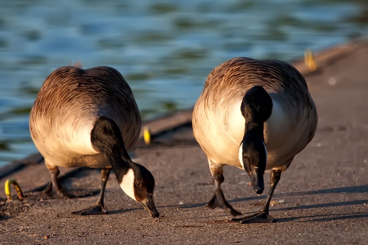 Canada Geese by Yeadon Tarn/Dam.