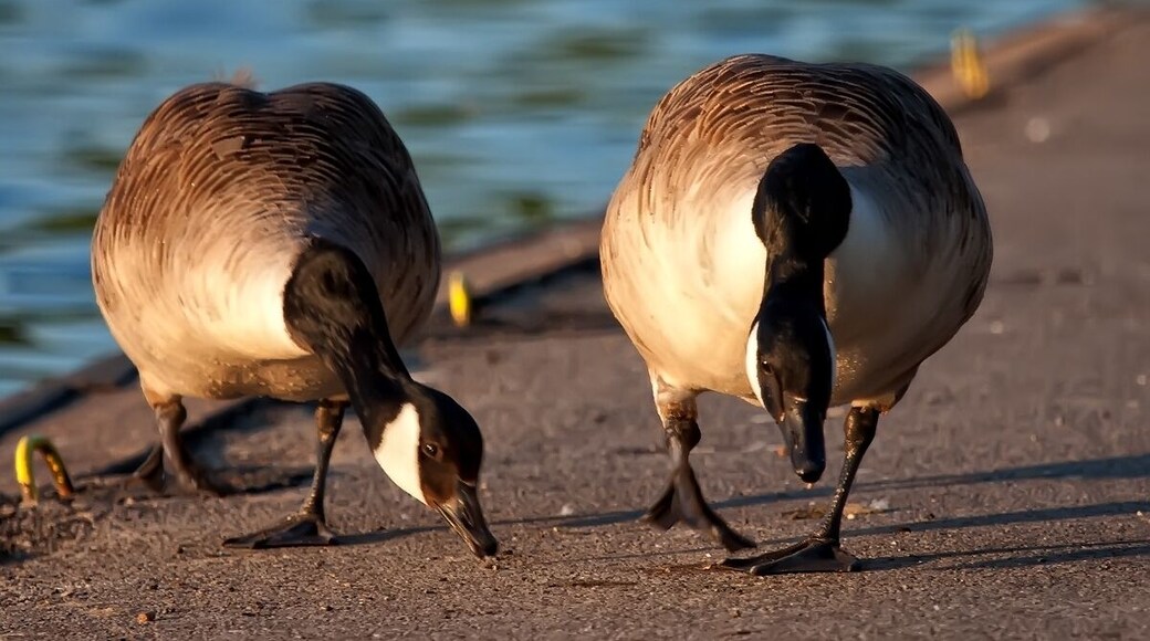Canada Geese by Yeadon Tarn/Dam.