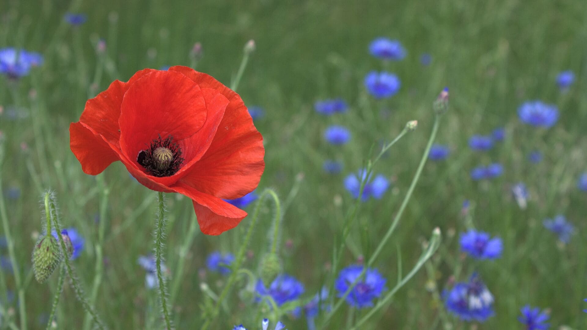 Fürstenwalde, Germany