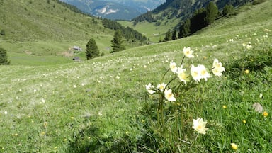 A valley with mountains in the background, a grassy field with wildflowers, and a few scattered trees.