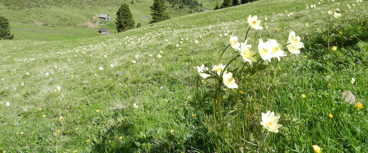 A valley with mountains in the background, a grassy field with wildflowers, and a few scattered trees.