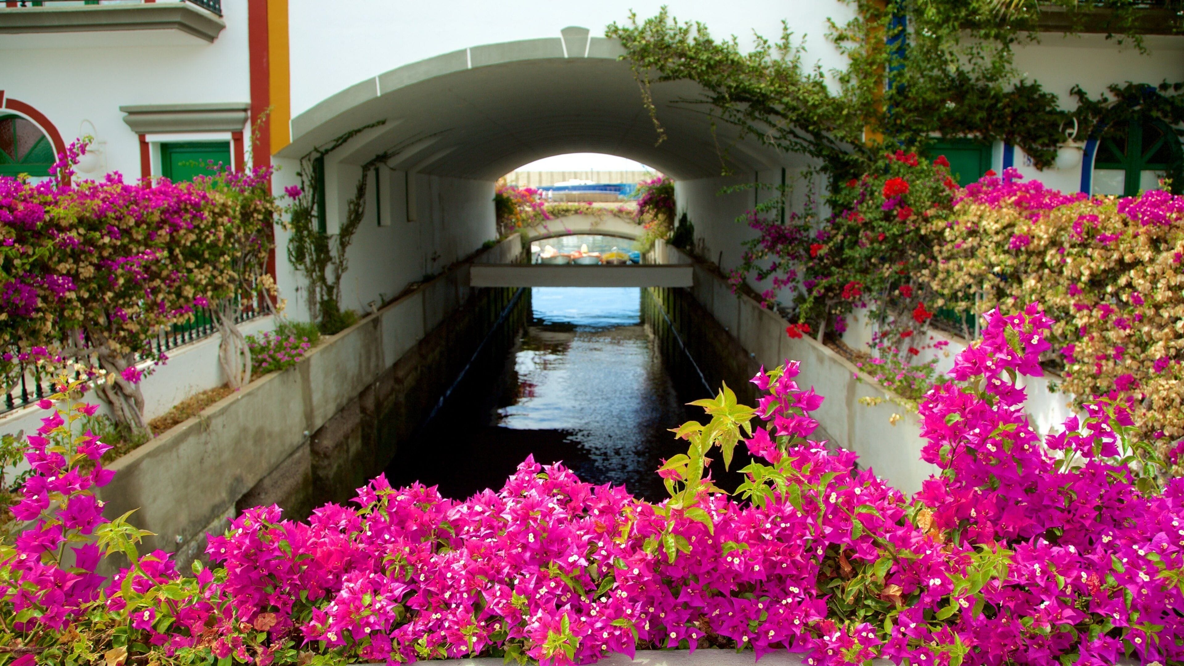 Mogan som omfatter en flod eller et vandløb og blomster