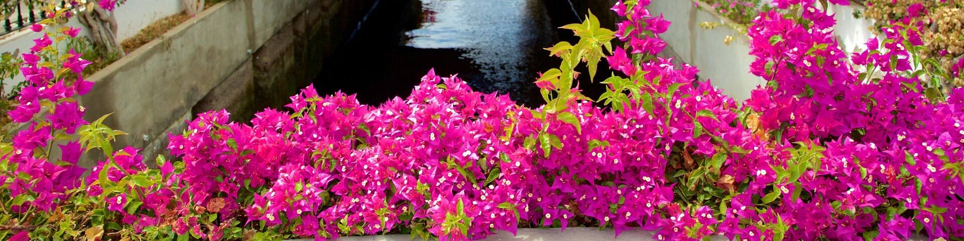 Mogan featuring flowers and a river or creek