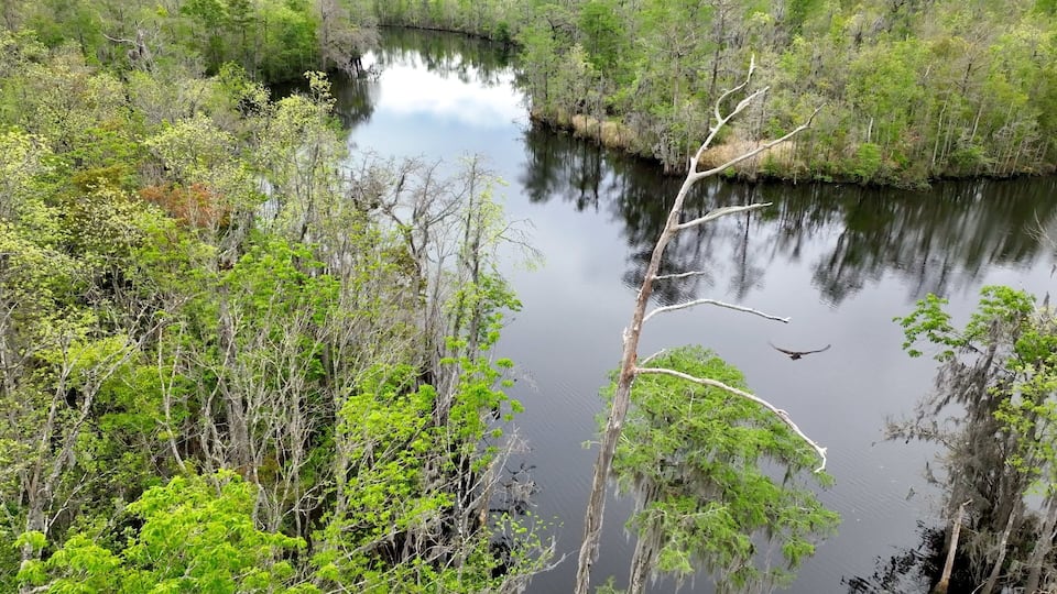 A calm river surrounded by dense greenery and trees.