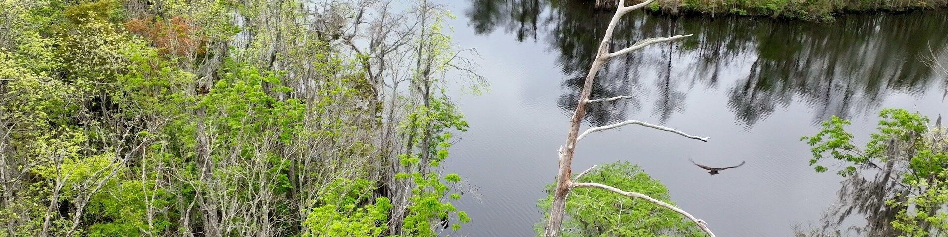 Landscape with Black River Nature conservation area in low country South Carolina near city of Andrews