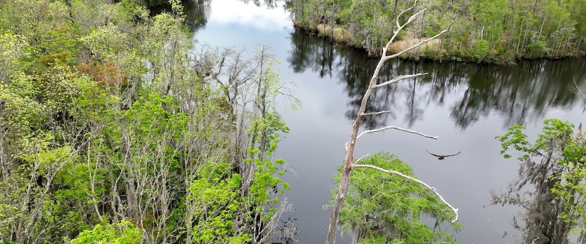 A calm river surrounded by dense greenery and trees.