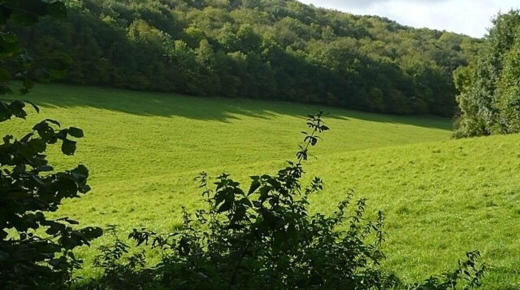 Well Bottom Looking west along a dry valley between belts of woodland.