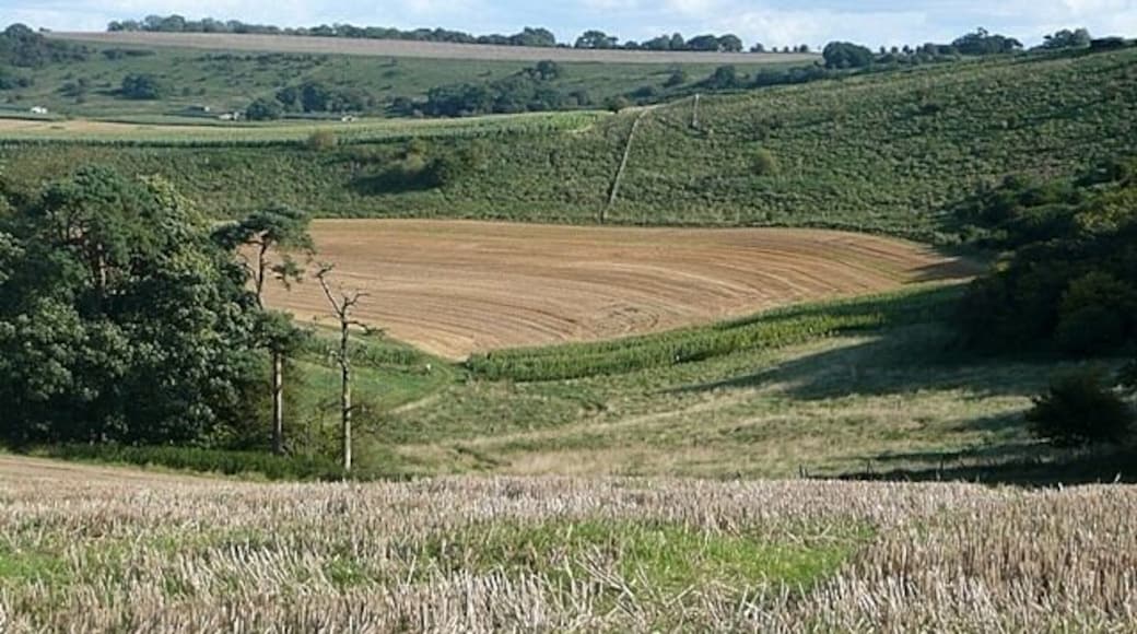 Hippenscombe Bottom The dry valley runs for a couple of miles in a bowl like this, with arable fields lining the sides and woodland above.
