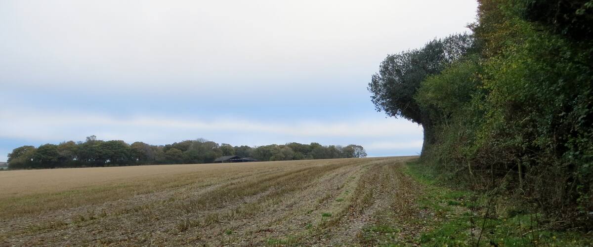 A rural landscape with a plowed field, a hedge, and a distant building.