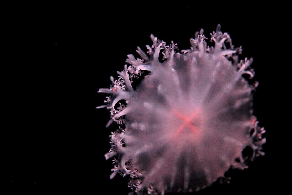 A Cassiopeia Jellyfish at the subterranean aquarium. A great spot to get out of the heat and humidity.