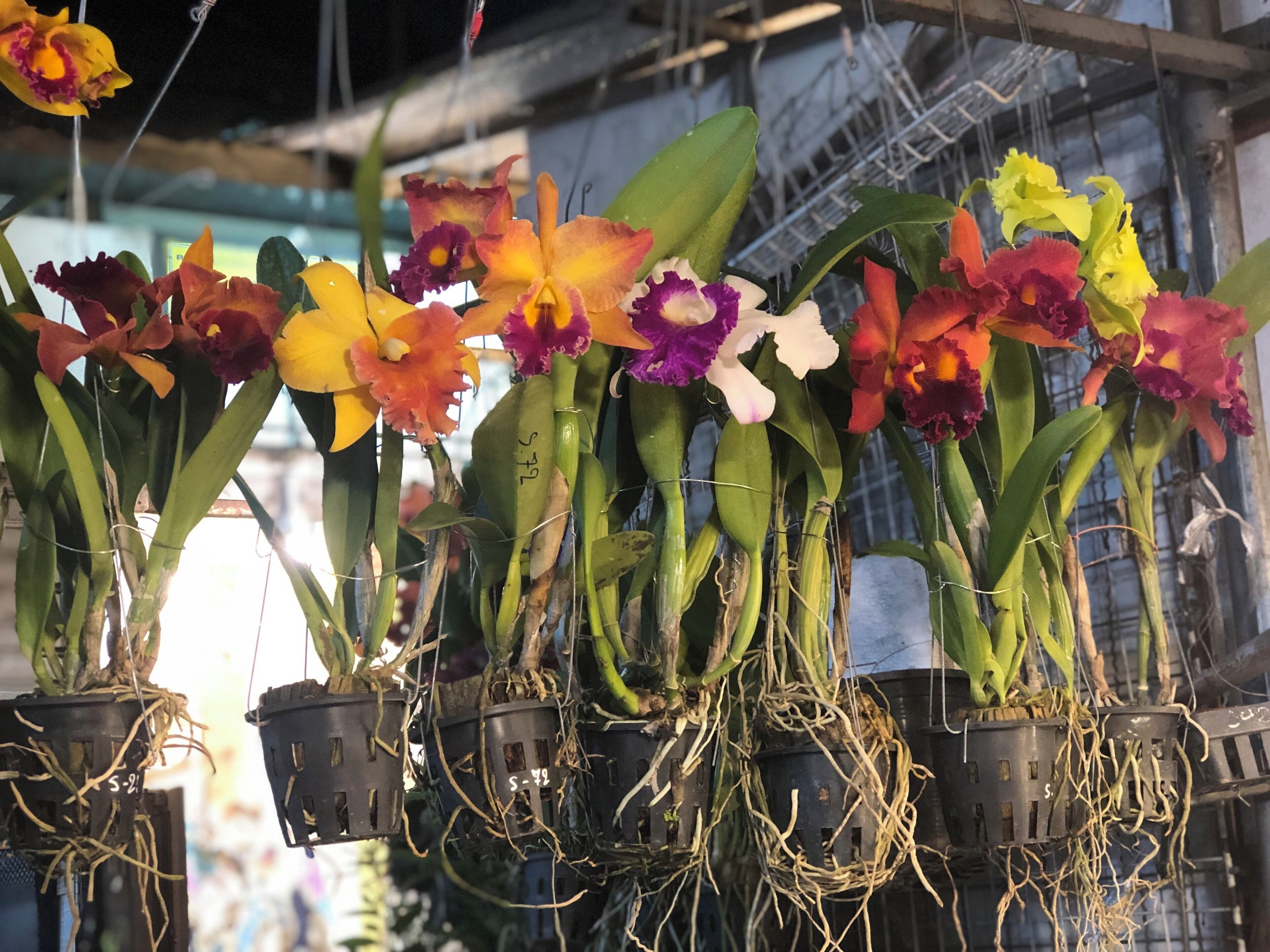 Orchids, the national flower of Thailand 🇹🇭