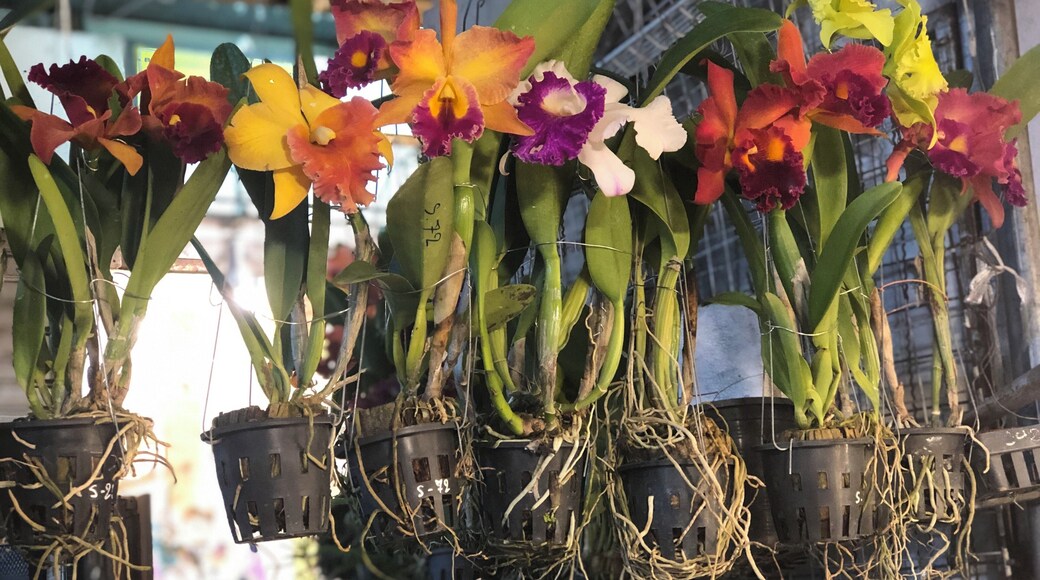 Orchids, the national flower of Thailand 🇹🇭