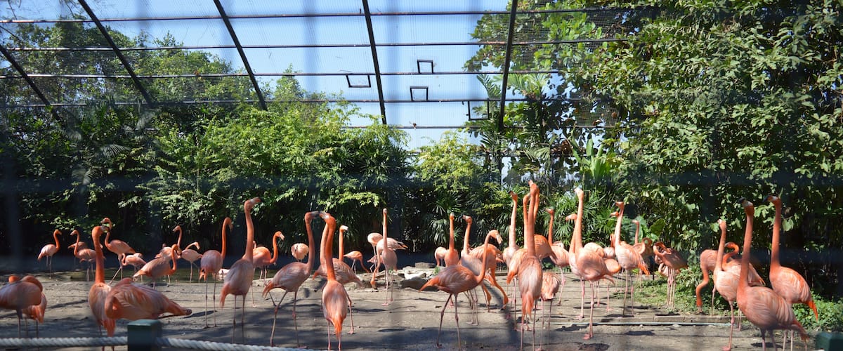 A click through the net.#CubanFlamingos#birds#nature#bangkok#thailand