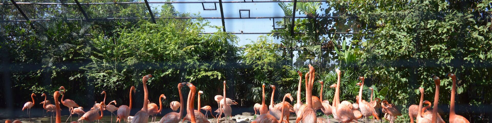 A click through the net.#CubanFlamingos#birds#nature#bangkok#thailand