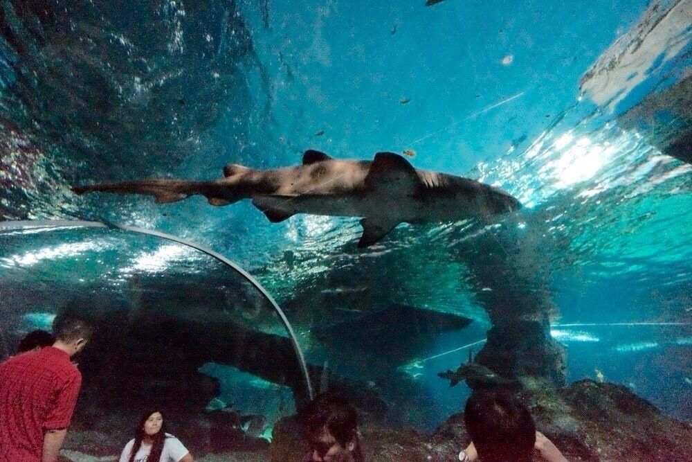 A giant fish tank that we could walk under it and  watch the fish like we were one of them . I saw sharks very closed that I could feel the texture of their skin....and heehee THAT part of them too❗️😄