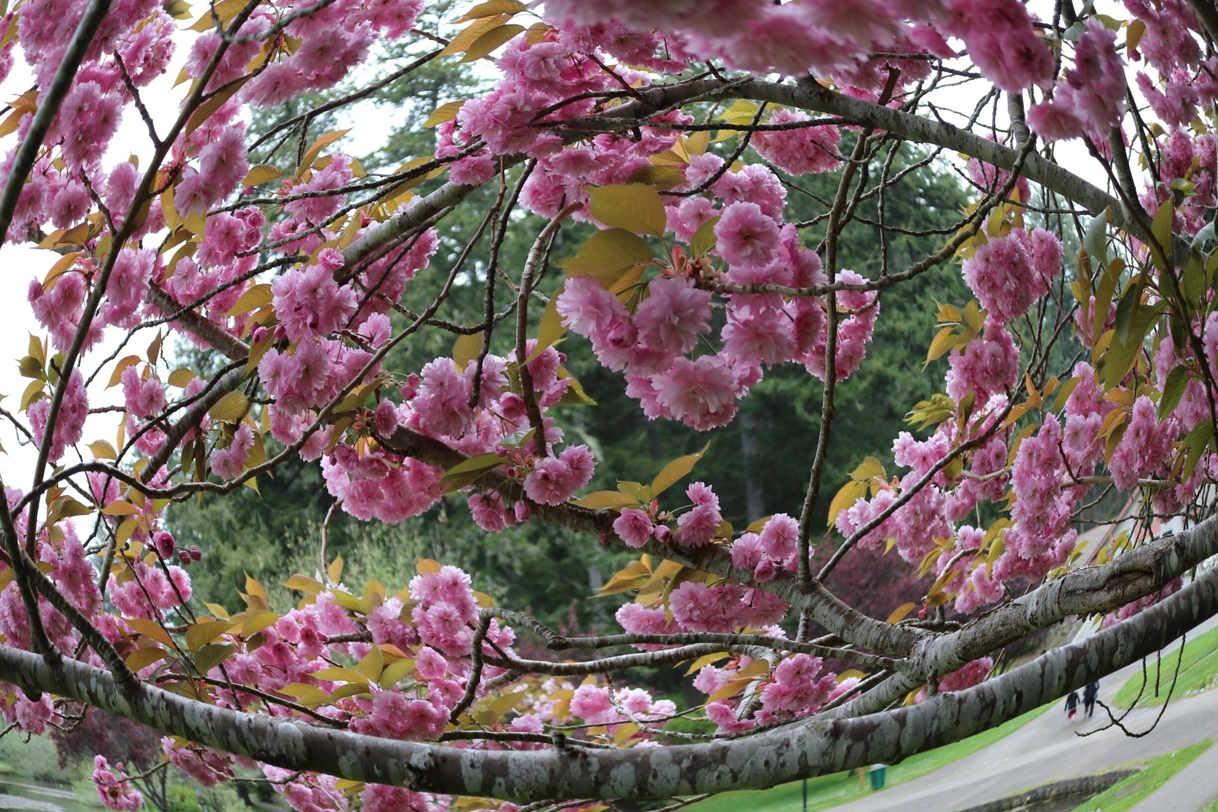 Beautiful cherry trees in bloom #spring #flowers #hiking 