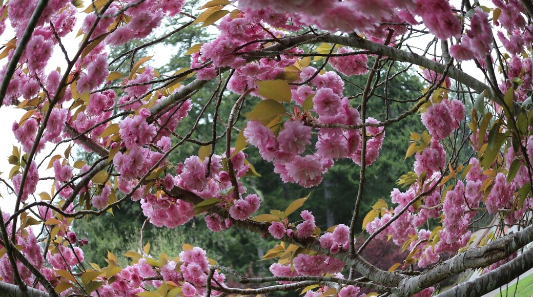 Beautiful cherry trees in bloom #spring #flowers #hiking