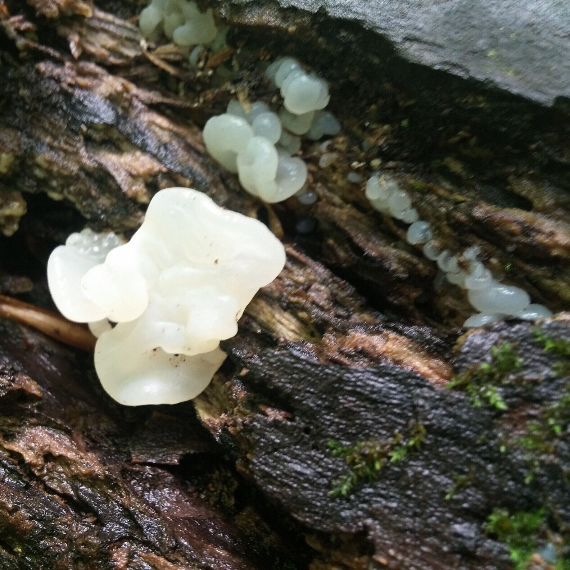 A fungus that escapes my identification skills at the moment, but resembles translucent chewed bubblegum. 