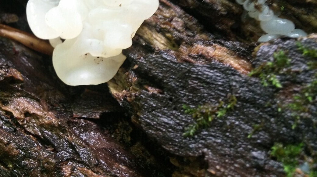 A fungus that escapes my identification skills at the moment, but resembles translucent chewed bubblegum.