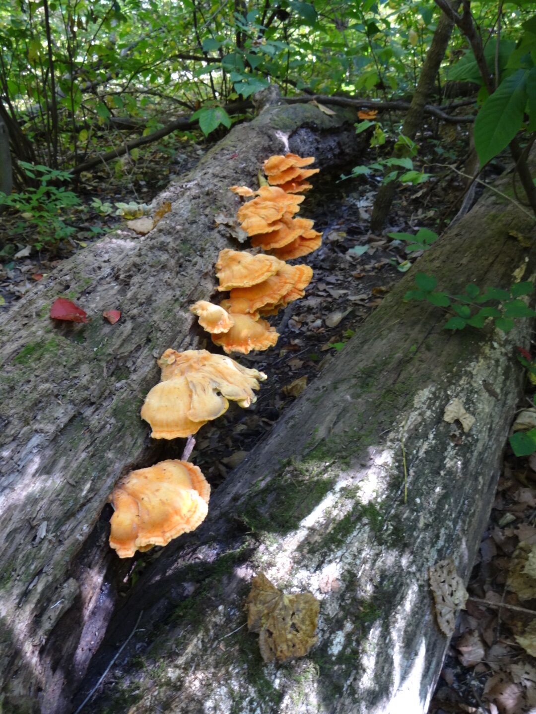 A brightly orange colored fungi city taking up residence on a fallen log. If you look further down the trunk you can see some suburban neighbors.