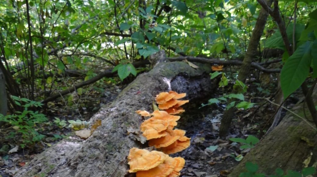 A brightly orange colored fungi city taking up residence on a fallen log. If you look further down the trunk you can see some suburban neighbors.