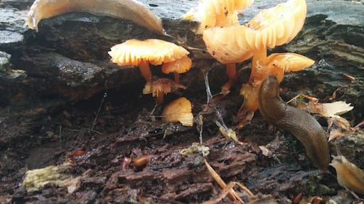 A pair of hungry slugs making a meal out of a cluster of Orange Mycena mushrooms (Mycena leaiana).