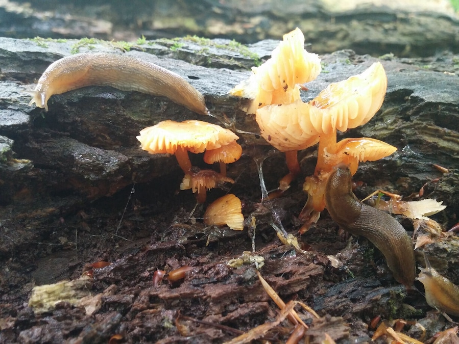 A pair of hungry slugs making a meal out of a cluster of Orange Mycena mushrooms (Mycena leaiana).
