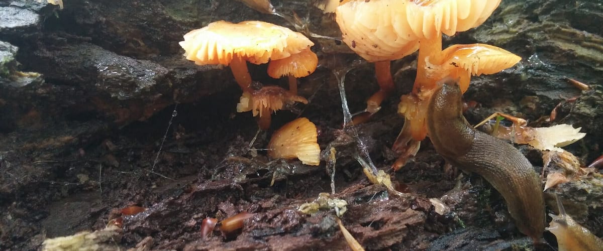 A pair of hungry slugs making a meal out of a cluster of Orange Mycena mushrooms (Mycena leaiana).