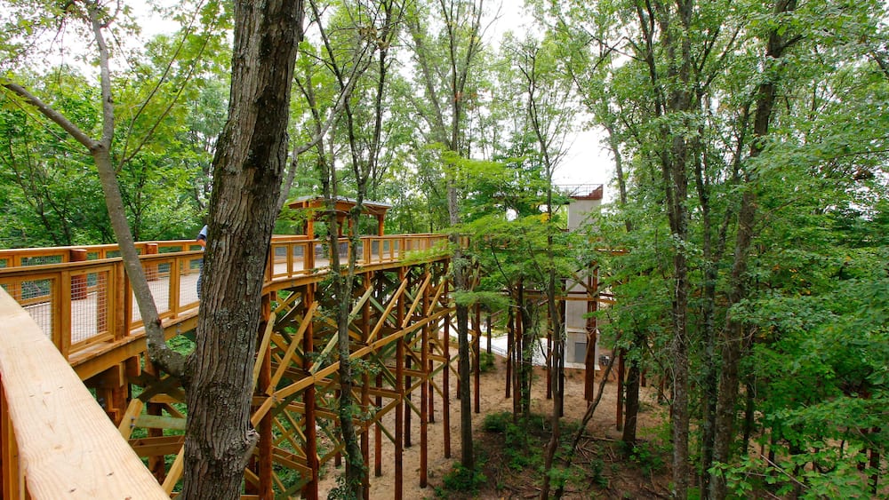 Canopy Walk, Blacklikc Metro park, Reynoldsburg, Ohio