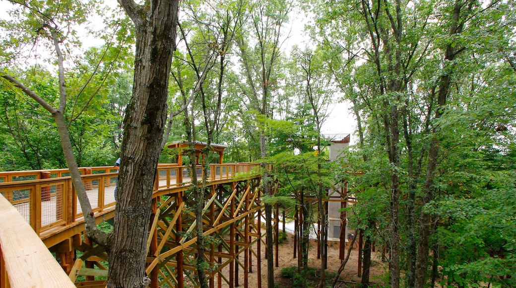 Canopy Walk, Blacklikc Metro park, Reynoldsburg, Ohio